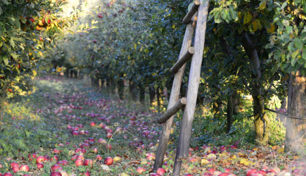 istock fallen ripe apples in an orchard,shallow dof, 1067520120