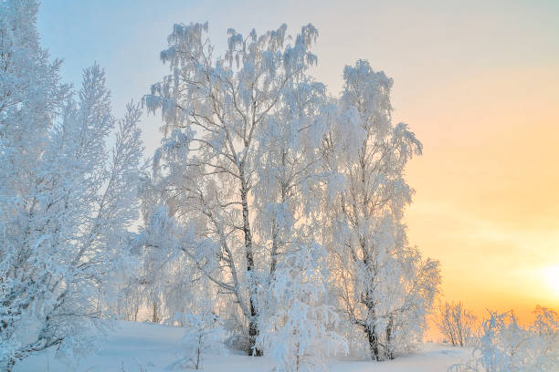 istock Cold winter sunset, beautiful hoarfrost and rime on trees 1067521046