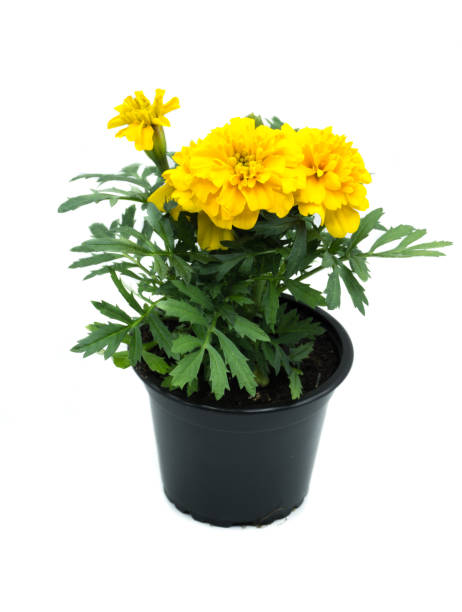 yellow tagetes marigold flowerpot isolated on white background - erecta imagens e fotografias de stock