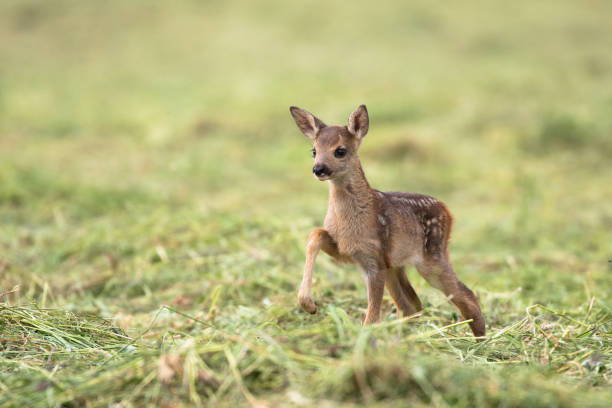 Bambi Young deer in hay fawn young deer stock pictures, royalty-free photos & images