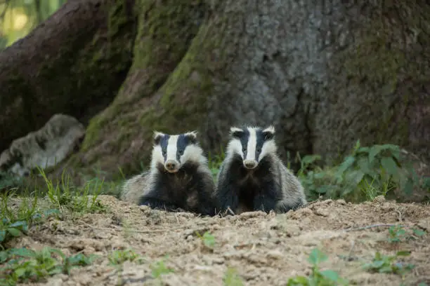Young badgers from the front