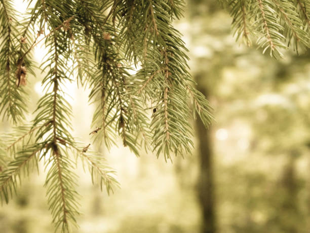 Branches of a western red cedar tree (Thuja plicata) in Oregon.