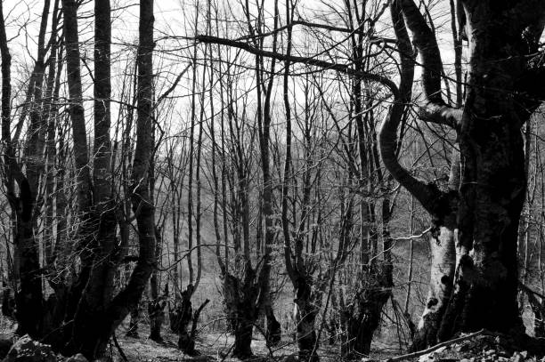 istock trees in the forest in autumn 1067531006