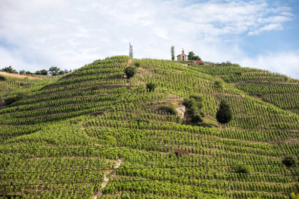 View of the M. Chapoutier Crozes-Hermitage vineyards in Tain l'Hermitage, Rhone valley, France stock photo