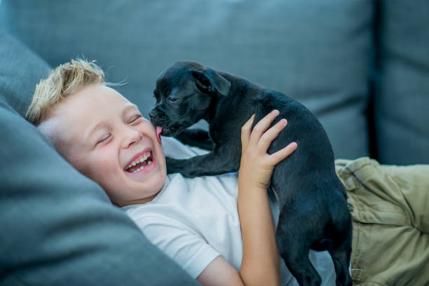 menino brincando com cachorro - six animals fotos - fotografias e filmes do acervo