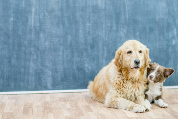 istock Old dog and young pup 1067549958