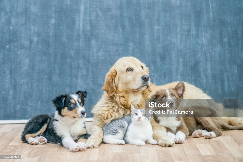 Huisdieren samen op de vloer liggen - Royalty-free Huiskat Stockfoto