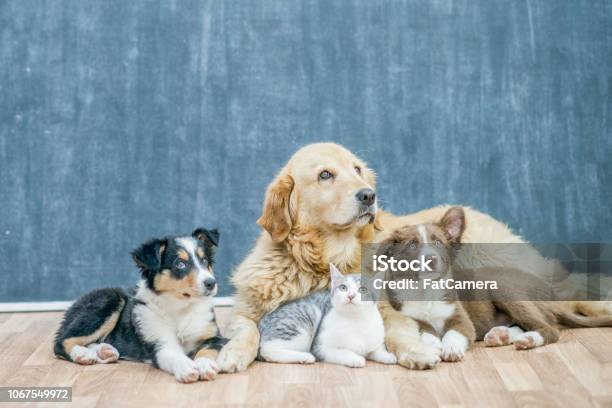 Huisdieren Samen Op De Vloer Liggen Stockfoto en meer beelden van Huiskat - Huiskat, Hond, Huisdier