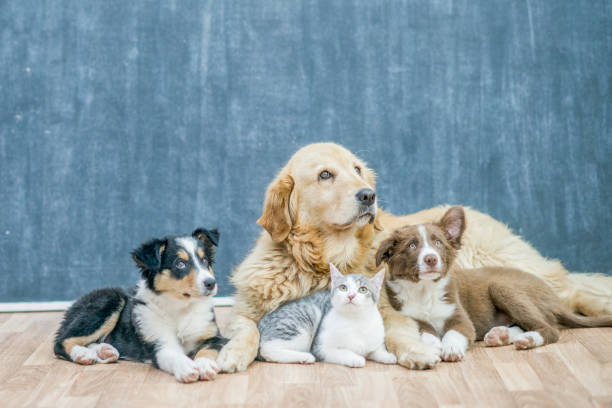 Three dogs and a cat lie comfortably together on a wooden floor in a room.