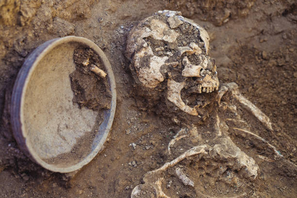 istock Archaeological excavations. research on human burial, skeleton, skull, inventory 1067550398