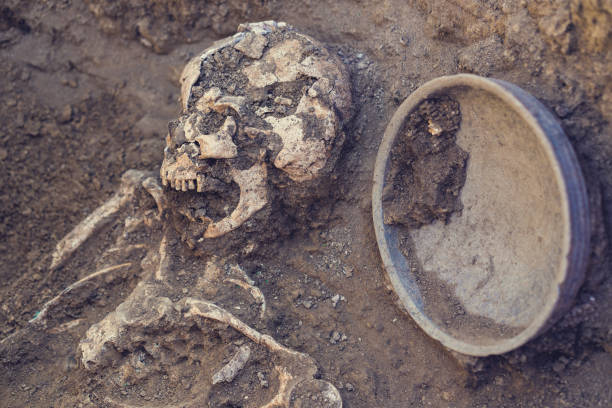istock Archaeological excavations. research on human burial, skeleton, skull, inventory 1067550496