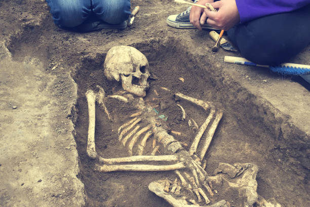 istock Archaeological excavations.  archaeologist with tools conducts research on human burial, skeleton, skull 1067550620