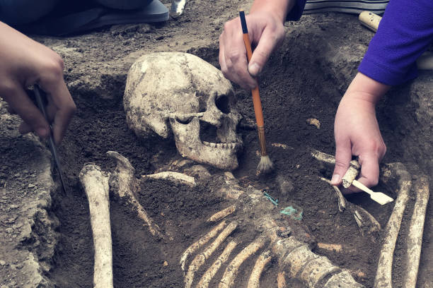 istock Archaeological excavations.  archaeologist with tools conducts research on human burial, skeleton, skull 1067550622