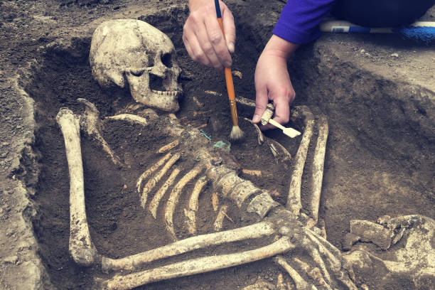 scavi archeologici.  archeologo con strumenti conduce ricerche su sepoltura umana, scheletro, cranio - archeologia foto e immagini stock