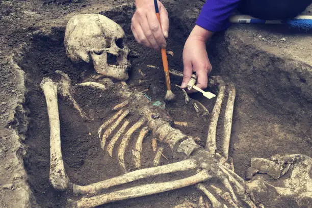 Archaeological excavations.  archaeologist with tools conducts research on human burial, skeleton, skull.
