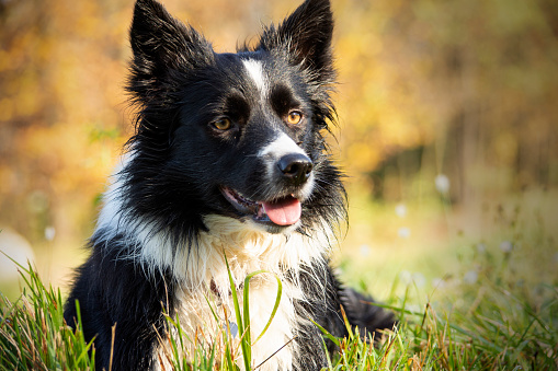A Border collie puppy relaxes among the autumn leaves of the forest on a beautiful sunny day.