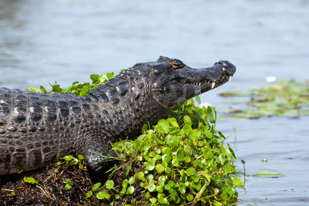 istock Dark alligator (Caiman yacare) in Esteros del Ibera, Argentina. 1067554412
