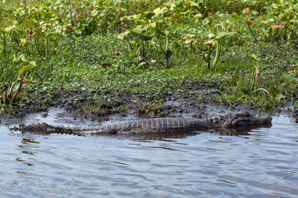 istock Dark alligator (Caiman yacare) in Esteros del Ibera, Argentina. 1067556724