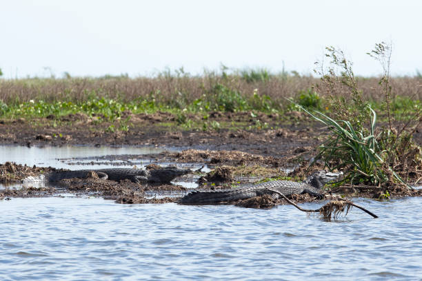 istock Dark alligators (Caiman yacare) in Esteros del Ibera, Argentina. 1067556762