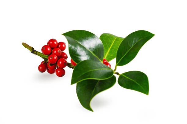 istock Christmas holly isolated on white 1067557640