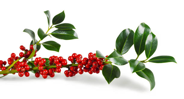 istock Christmas holly isolated on white background 1067558900