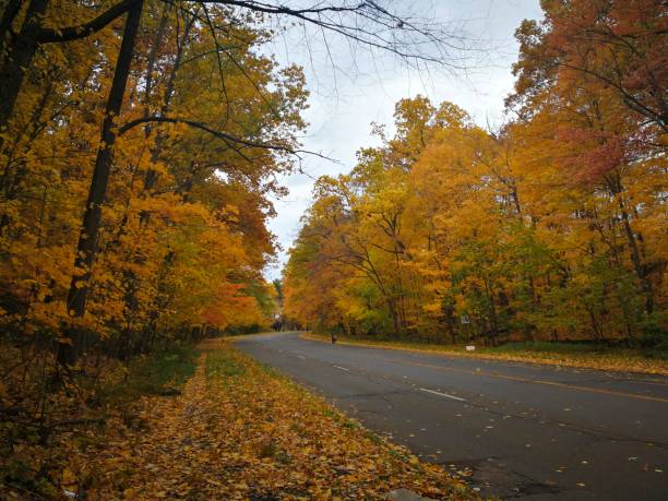 istock Country road through Autumn foliage 1067561374