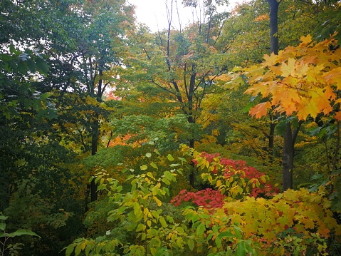 Lush multi-colored forest landscape