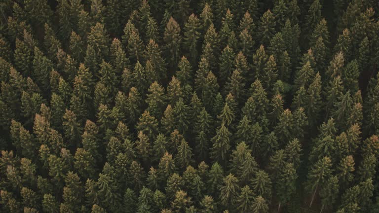 Drone flying over forest