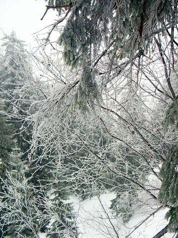 Ice-covered tree branches in the winter forest in the mountains. In the Carpathians in Ukraine