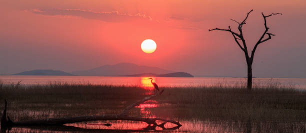 istock Panoramic sunset view over Lake Karina with a dead bare tree and reflection in the water, Zimbabwe 1067568230