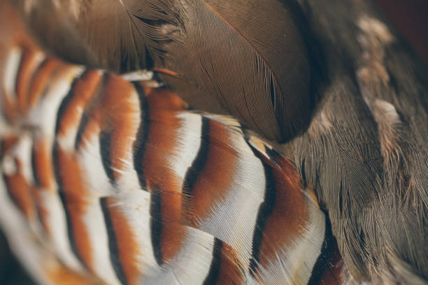 istock Close up view of beautiful feathers. Partridge feathers as texture and background for design. 1067568894
