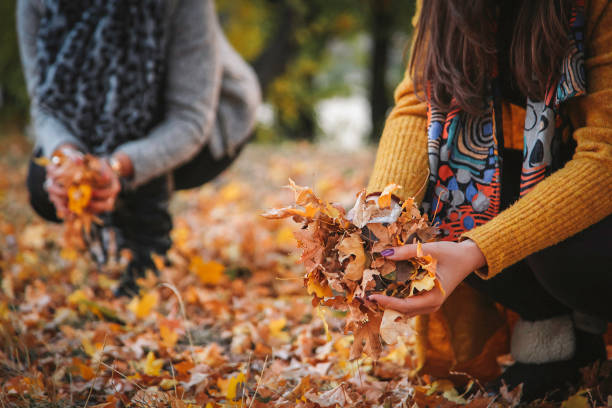 istock Women take autumn leaves 1067574820