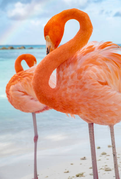 istock Wild Pink Flamingos on a Caribbean Beach 1067574856