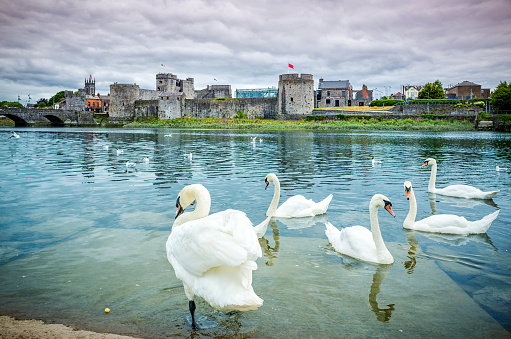 King John's Castle with many swans in the foreground, Limerick, Ireland