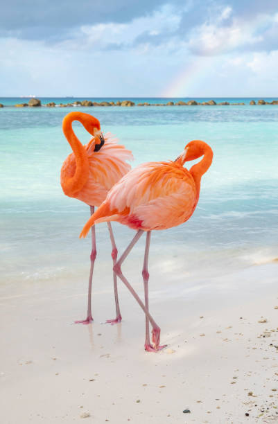 Wild Pink Flamingos on a Caribbean Beach Two Wild Pink Flamingos on a Caribbean Beach leeward dutch antilles stock pictures, royalty-free photos & images