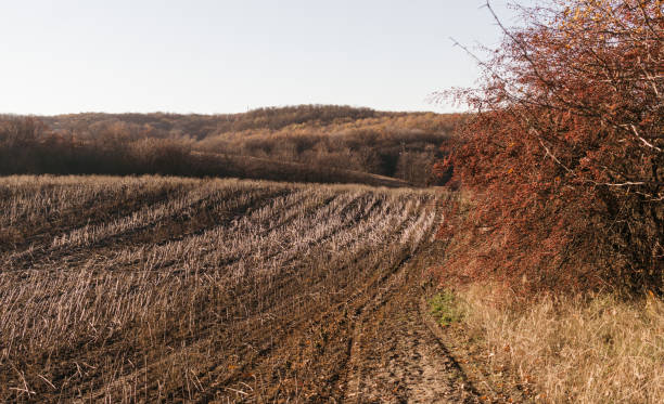 ニュー イングランド、アメリカの農業の秋風景 - massachusetts agriculture crop farm ストックフォトと画像