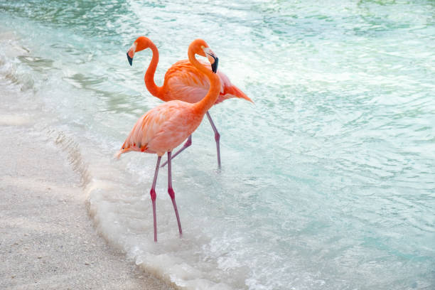 istock Wild Pink Flamingos on a Caribbean Beach 1067576724