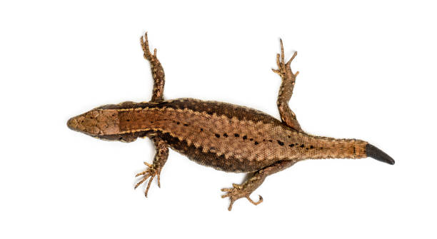istock Top view of a Wall lizard with its tail cut 1067578792