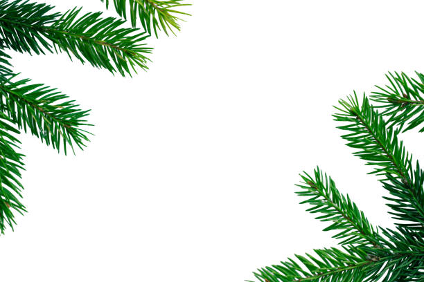 istock New year copyspace background, green contiferous fir tree branches frame 1067578848