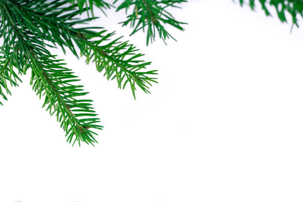 istock New year white copyspace background, green fir tree branches frame 1067578854