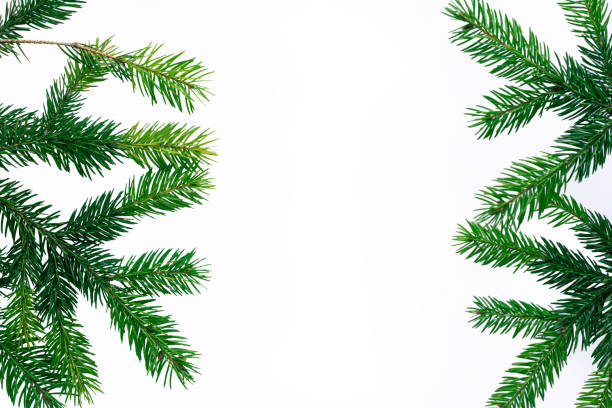 istock Christmas New year background, green contiferous fir tree branches frame 1067578862