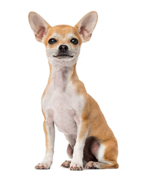 istock Proud Chihuahua puppy (5 months old) 1067579116