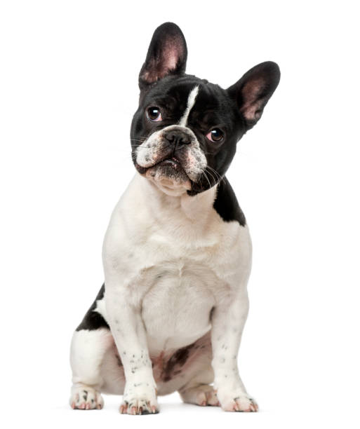 bulldog francés cachorro (6 meses) - french bulldog fotografías e imágenes de stock