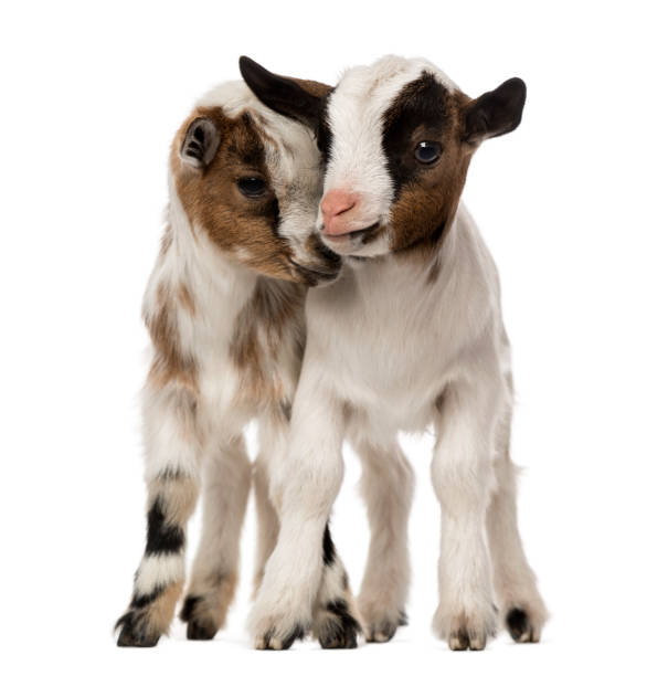 istock Two Young domestic goats, kids, isolated on white 1067579530