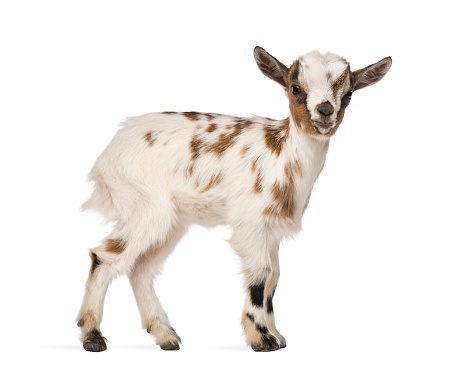 Young domestic goat, kid, isolated on white