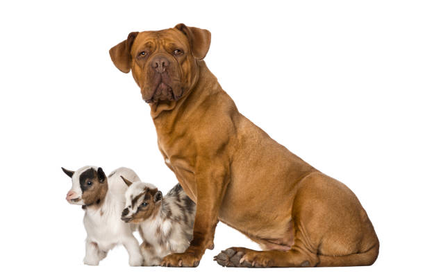 istock Young domestic goat and a Dogue de Bordeaux 1067579542
