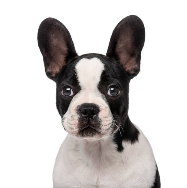 istock French Bulldog puppy (3 months old) 1067580620