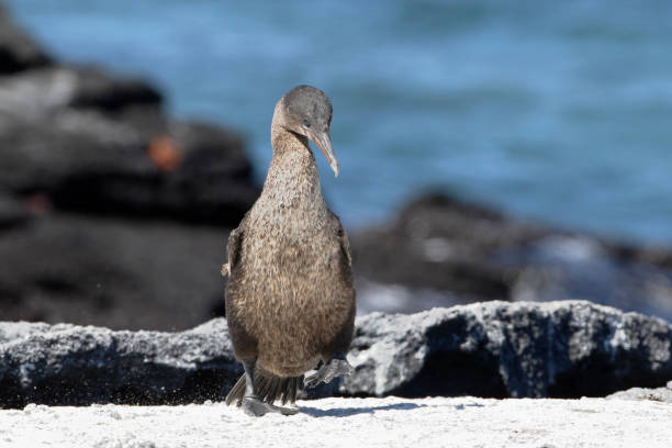 istock Flightless Cormorant (Phalacrocorax harrisi), Fernandina, Galapagos Islands, Ecuador 1067580656
