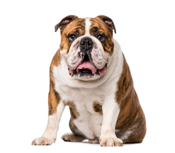 istock English Bulldog (4 years old) 1067580670