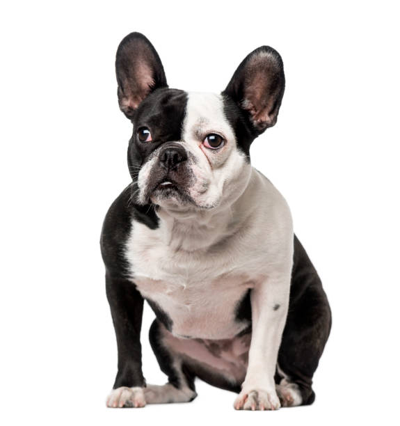 istock French Bulldog sitting 1067580698